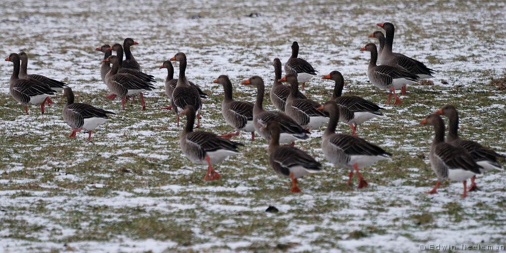 ENE-20100214-0042.jpg - [nl] Grauwe ganzen ( Anser anser ) | Polder Wetering-West, Weerribben, Nederland[en] Greylag Geese ( Anser anser ) | Polder Wetering-West, Weerribben, the Netherlands